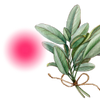 Clary Sage for Periods